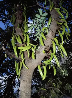 Seed Pod Photography Drucke: Locust / Carob Tree