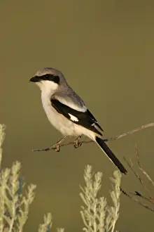 Jim Zipp Wildlife Photography Drucke: Loggerhead shrike