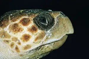 Marine Wildlife Images Drucke: Loggerhead Turtle DSE 91 Close-up of head