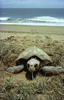 Jean Paul Ferrero Photography Drucke: Loggerhead Turtle Egg laying at Mon Repos Beach, Queensland, Australia