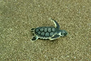 Reptilien Drucke: Kegelschwalben-Schildkröte - Jungtier geht zur See nach Mon Repos Strand in Bundaberg im australischen Queensland im