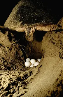 Loggerhead Turtle Drucke: Loggerhead Turtle - Laying eggs Mon Repos Beach, Bundaberg, Queensland JPF02509
