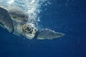 Kegelschwalben-Schildkröte - Die Kegelschwalbenschildkröte umgeben von ihren eigenen Blasen untertaucht nach dem Einatmen von Sauerstoff. Kegel-schwalbenschwanz-Türken sind gefährdet. Heron Island Großer Barrierenreif, Australien