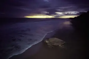 Loggerhead Turtle Drucke: Loggerhead Turtle - Returning to sea after egg laying at night