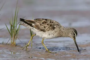 Jim Zipp Wildlife Photography Drucke: Long-billed Dowitcher