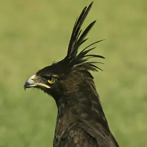 Peter Steyn Photography Drucke: Long-crested Hawk Eagle