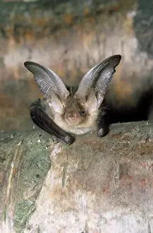 Drucke von LB-589 Braun/ Gemeiner Maulohrflügler / Maulohrflügler Plecotus auritus von Ian Beames Beachten Sie Auritus Drucke: Großohr-Fledermaus