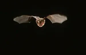 Plecotus Auritus Drucke: Long-eared Bat in flight at night