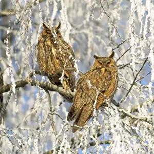 Langohr-Schwalbenfuchs
