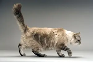 Indoor Pet Animals Drucke: Long-haired Cat - in studio