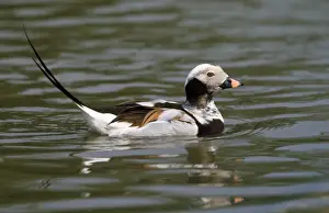Duck Species Identification Drucke: Long-tailed Duck