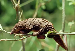Langschwanz-Pangolin