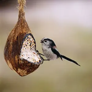 Brian Bevan Photography Drucke: Long Tailed Tit - on coconut