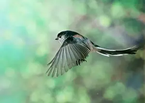 Wildlife Photography Prints Drucke: Long Tailed Tit - in flight