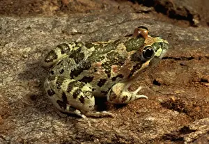 Australian Frogs Drucke: Long-thumbed / Barking frog