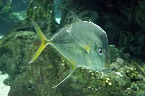 Atlantic Ocean Marine Life Drucke: Lookdown Fish - central Atlantic