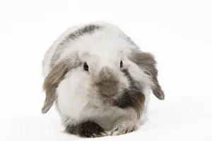 Pet Rabbit Breeds Drucke: Lop Rabbit - in studio