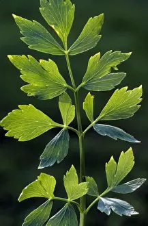 Lovage Plant Drucke: Lovage