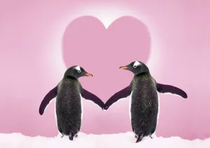 Vogel Drucke: Gentoo-Pinguin - Paar hält Hände mit Valentinstag- Herz