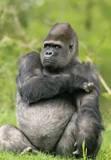 Niedriglandgorilla
