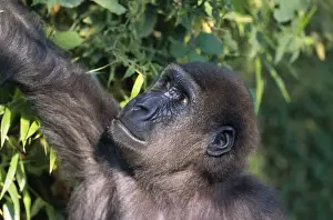 John Daniels Wildlife Photos Drucke: Lowland Gorilla - captive