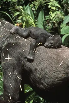 Personal Use Wildlife Artwork Drucke: Lowland Gorilla - young on back
