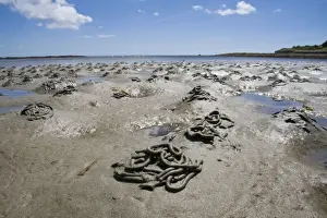 Cornwall Beach Scene Drucke: Lugworm - casts on a beach. Cornwall, UK