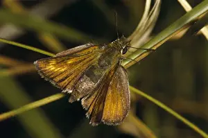 Lulworth Skipper Butterfly Drucke: Lulworth Skipper