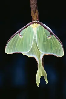 North American Insects Drucke: Luna Moth