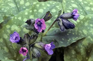 Lungwort Plant Drucke: Lungwort