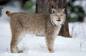 Drucke von WAT-7788 kanadierischer Luchs im Schnee, Lyncanis Canadensis von M. Watson Bitte beachten Sie, dass die Drucke nur für persönliche Anzeigezwecke gedacht sind und nicht reproduziert werden dürfen Kanadaluchs Drucke: Canadalyxz Kanada