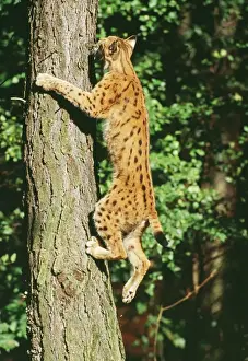 Endangered Big Cats Drucke: Lynx - climbing tree