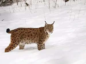 European Wild Cats Drucke: lynx at snow, Germany