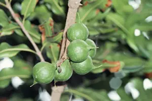 Close Up Nuts Drucke: Macadamia Tree - close-up of nuts