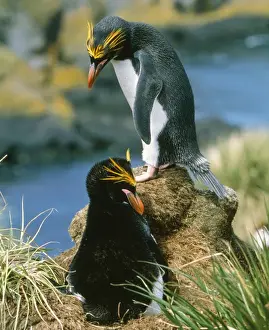 Macaroni Penguin Habitat Drucke: Macaroni Penguin - incubating eggs, early December. Hercules Bay, South Georgia