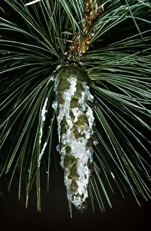 Bosnische Tannenbaum
