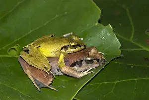 Geoff Trinder Photography Drucke: Madagascar Jumping Frog - pair mating. Endemic. Madagascar