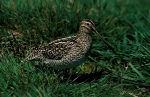 Ardea Wildlife Pets Environment Prints Drucke: Magellan snipe