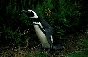 Spheniscus Magellanicus Species Drucke: Magellanic penguin