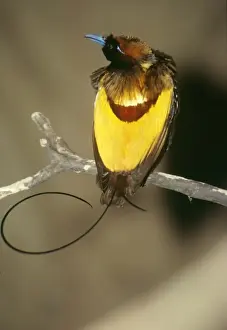 Australian Native Birds Pictures Drucke: Magnificent Bird of Paradise