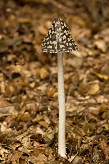 Fungi In Nature Photography Drucke: The Magpie