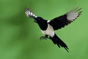 John Daniels Photographer Drucke: Magpie - in flight