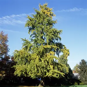 European Tree Species Drucke: Maidenhair Tree