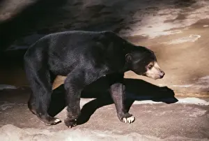 Personal Use Animal Prints Drucke: Malaya Sun Bear