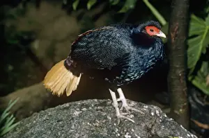 Rare Bird Species Photography Drucke: Malayan crestless Fireback Pheasant - male