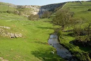Yorkshire Dales Landscape Drucke: Malham Cove and the river issuing from it. Spring. Yorkshire Dales