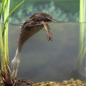 Mallard Duckling Drucke: Mallard Duck - dabbling