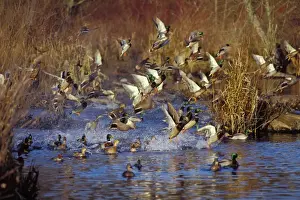 Tom And Pat Leeson Artwork Drucke: Mallard Ducks - flushing or jumping. Late Fall. Pacific Northwest. bd575