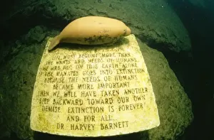 Drucke von KA-143 Das Manatitransmonument - am Grund von King Spring, Florida, USA Kurt Amsler Bitte beachten Sie Manatee Drucke: Das Manatitransmonument - am Grund von King Spring.