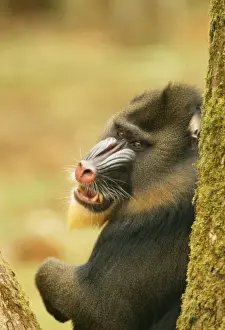 Primate Species Africa Drucke: Mandrill Baboon